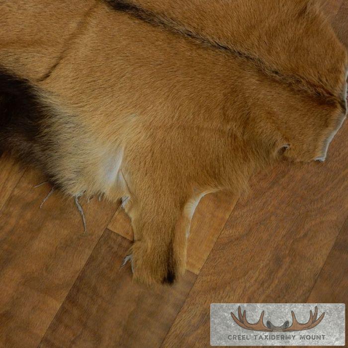 Goat Hide Taxidermy Tanned Skin For Sale - Image 2