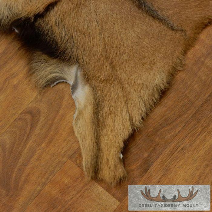 Goat Hide Taxidermy Tanned Skin For Sale - Image 3