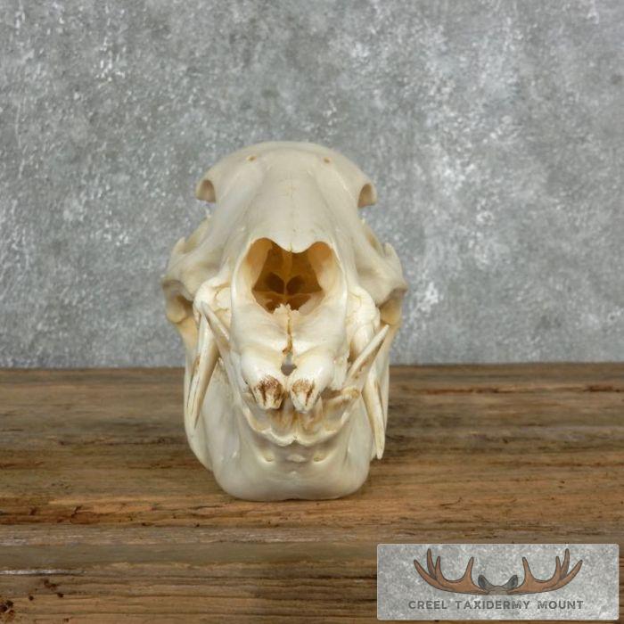 Peccary Skull Taxidermy Mount For Sale - Image 5