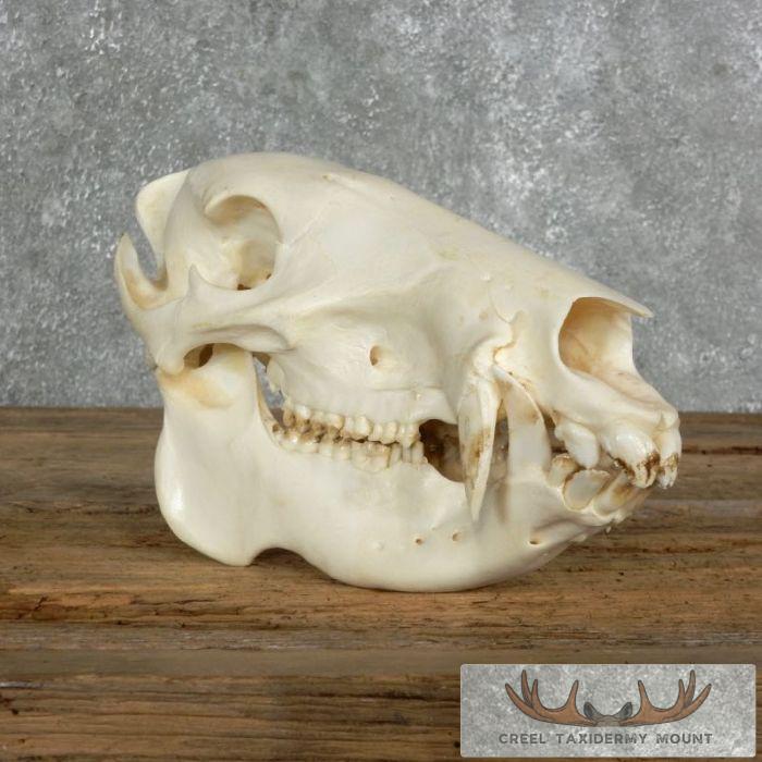 Peccary Skull Taxidermy Mount For Sale - Image 2