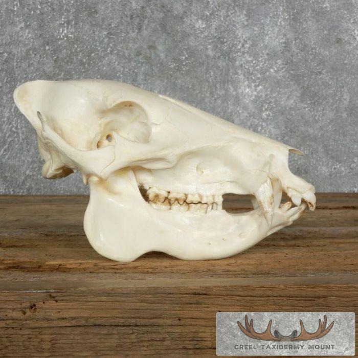 Peccary Skull Taxidermy Mount For Sale - Image 4