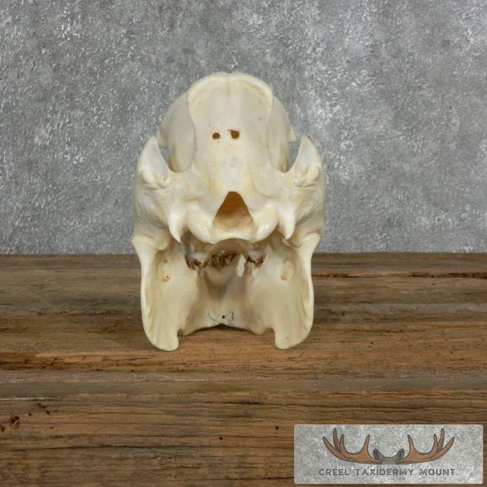 Peccary Skull Taxidermy Mount For Sale - Image 7