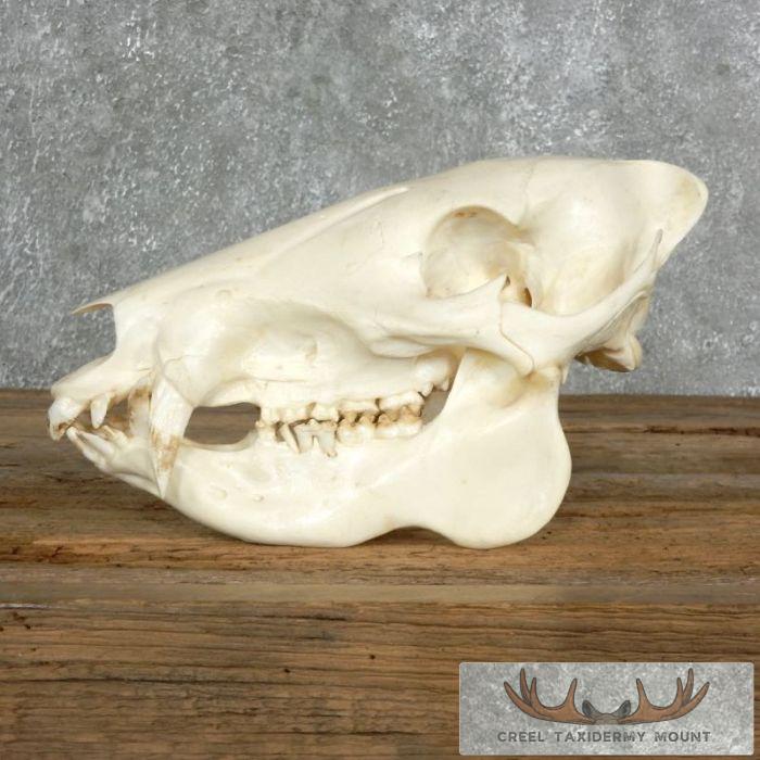 Peccary Skull Taxidermy Mount For Sale - Image 3