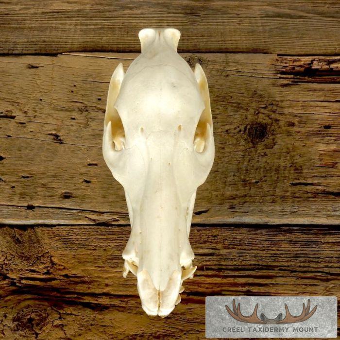 Peccary Skull Taxidermy Mount For Sale - Image 6