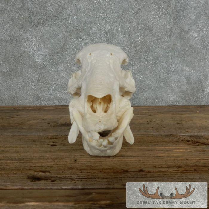 Peccary Skull Taxidermy Mount For Sale - Image 5