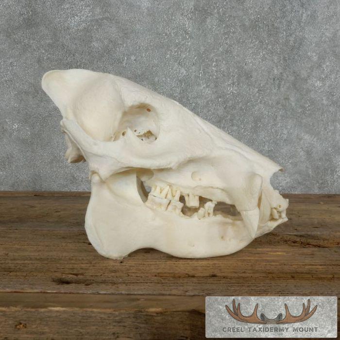 Peccary Skull Taxidermy Mount For Sale - Image 4