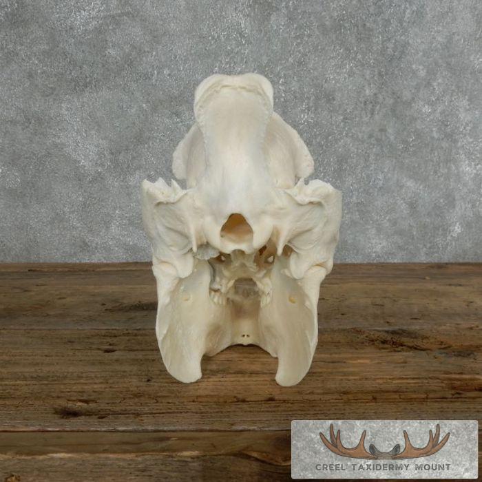 Peccary Skull Taxidermy Mount For Sale - Image 6