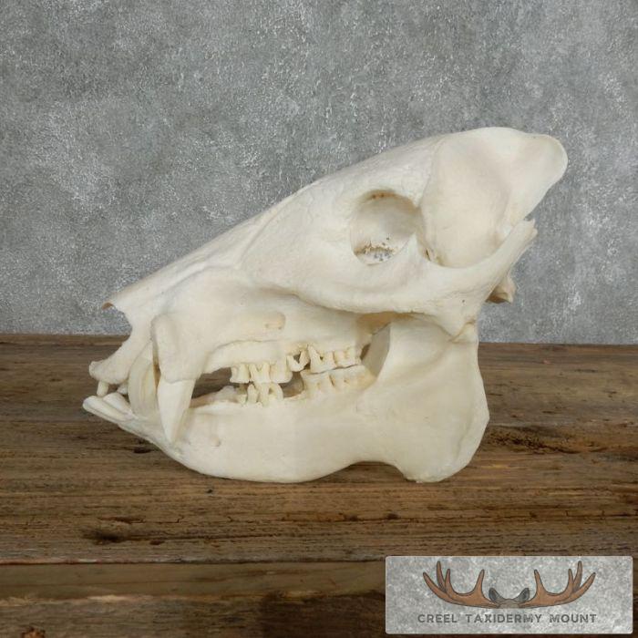 Peccary Skull Taxidermy Mount For Sale - Image 3