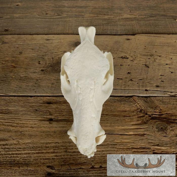 Peccary Skull Taxidermy Mount For Sale - Image 7