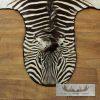 African Zebra Full-Size Taxidermy Rug For Sale - Image 2