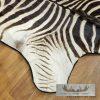 African Zebra Full-Size Taxidermy Rug For Sale - Image 3