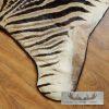 African Zebra Full-Size Taxidermy Rug For Sale - Image 4