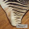 African Zebra Full-Size Taxidermy Rug For Sale - Image 5