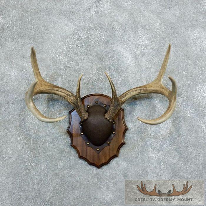 Whitetail Deer Antler Plaque Taxidermy Mount For Sale