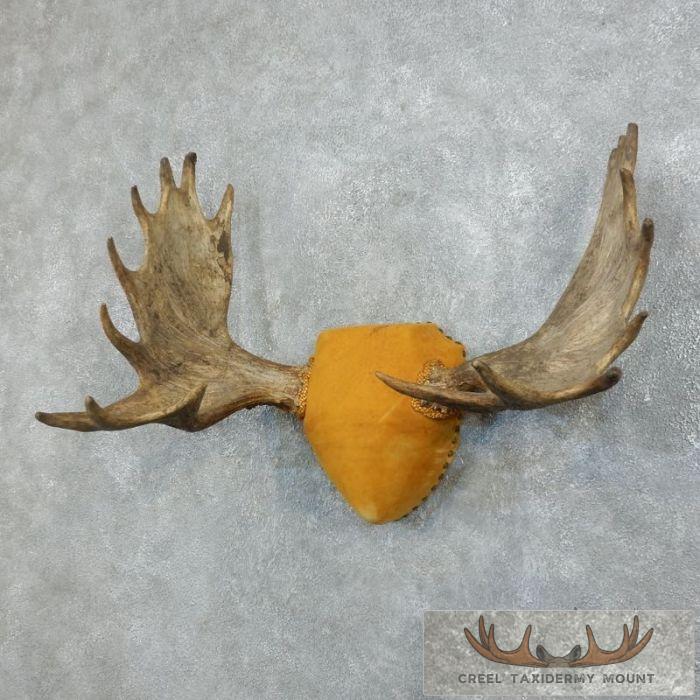 Moose Antler Plaque Taxidermy Mount For Sale - Image 2
