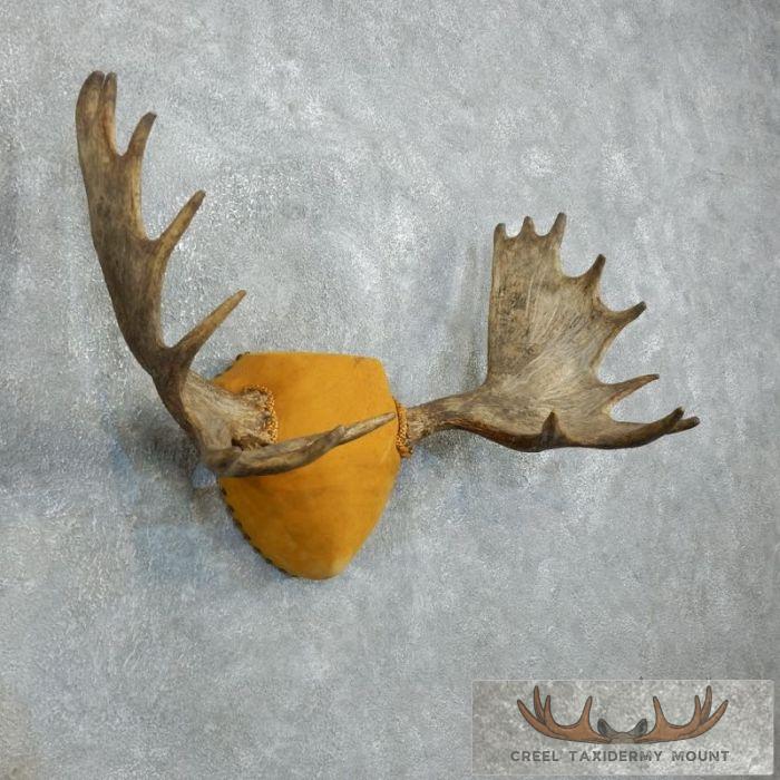 Moose Antler Plaque Taxidermy Mount For Sale - Image 3