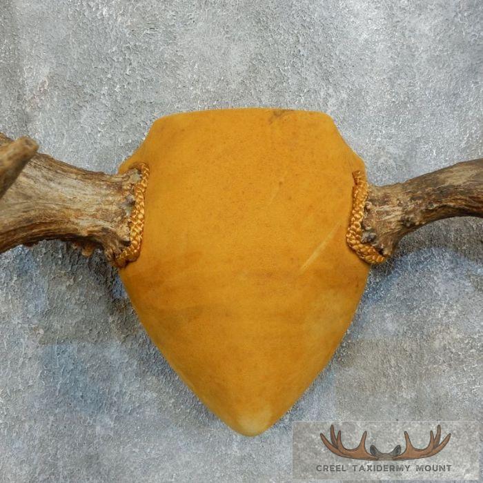 Moose Antler Plaque Taxidermy Mount For Sale - Image 4