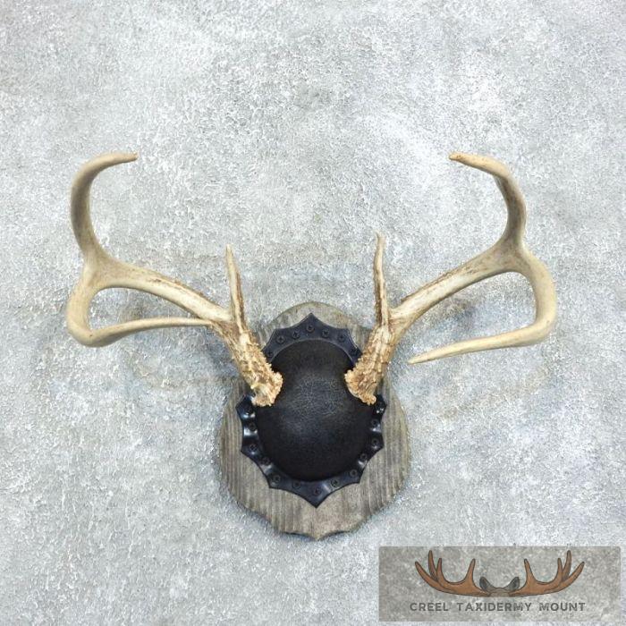 Whitetail Deer Antler Plaque Taxidermy Mount For Sale