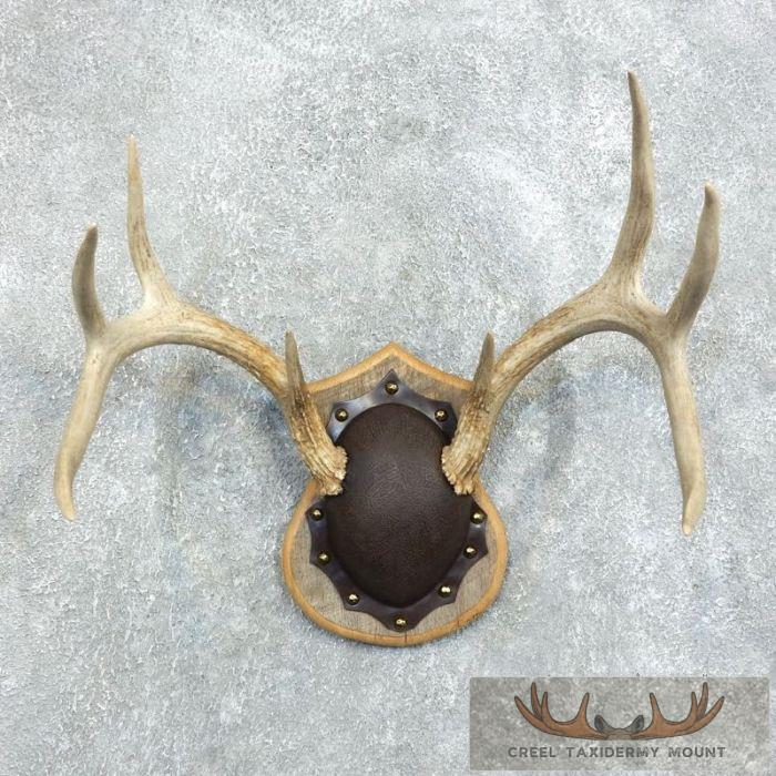 Whitetail Deer Antler Plaque Taxidermy Mount For Sale