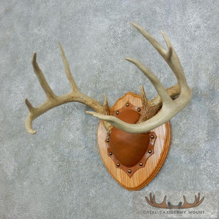 Whitetail Deer Antler Plaque Taxidermy Mount For Sale - Image 2