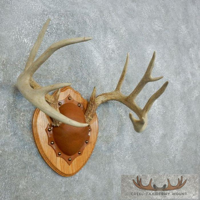 Whitetail Deer Antler Plaque Taxidermy Mount For Sale - Image 3