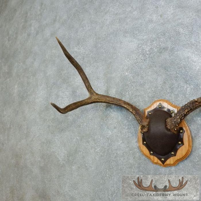 Mule Deer Antler Plaque Taxidermy Mount For Sale - Image 2