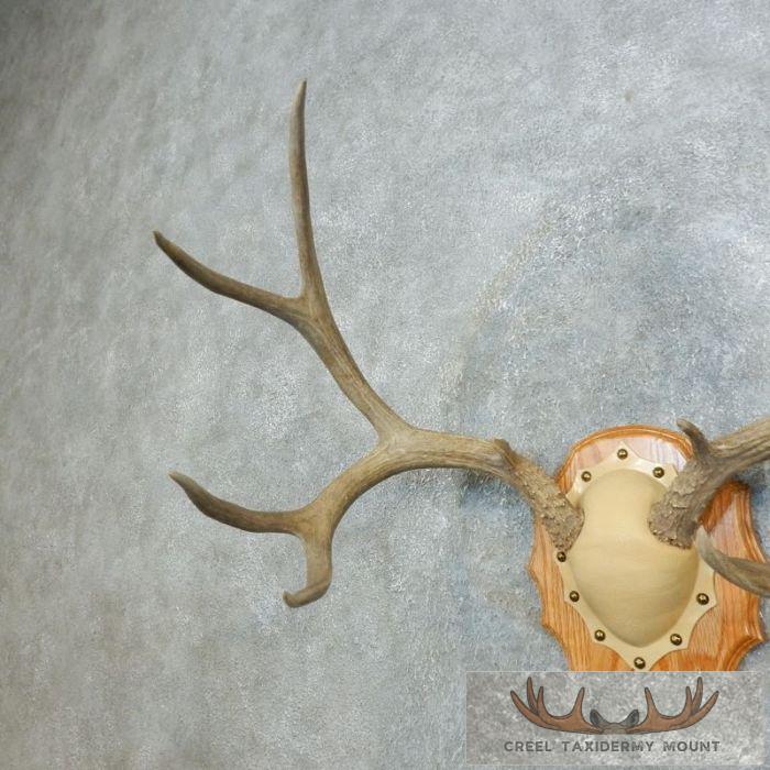 Mule Deer Antler Plaque Taxidermy Mount For Sale - Image 3