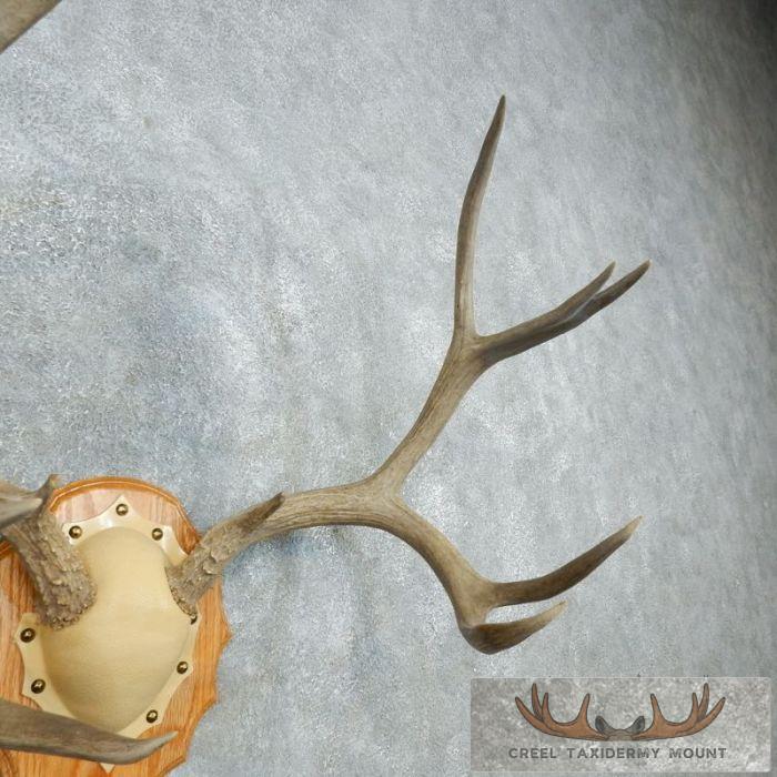 Mule Deer Antler Plaque Taxidermy Mount For Sale - Image 2