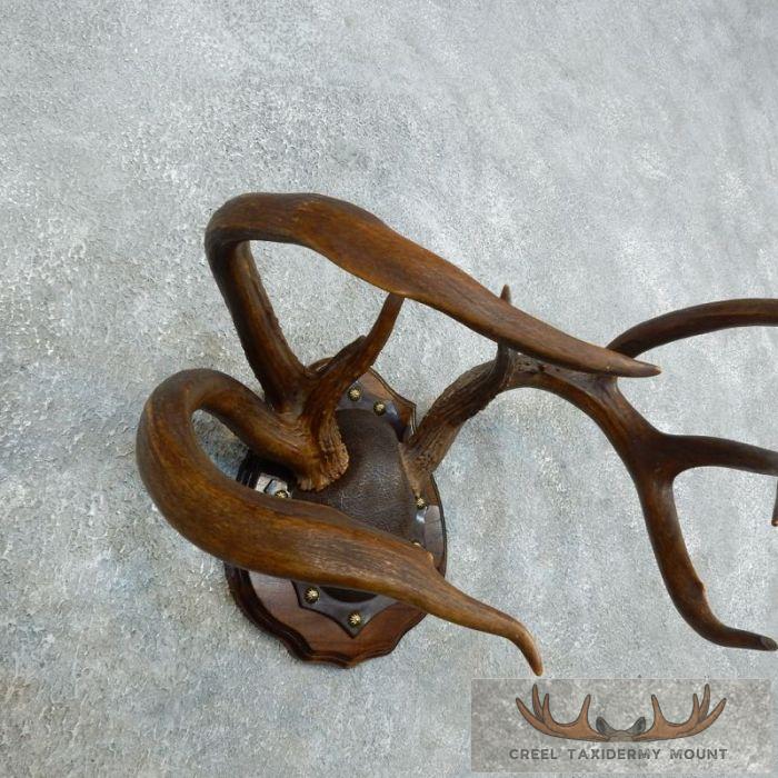 Whitetail Deer Antler Plaque Taxidermy Mount For Sale - Image 2