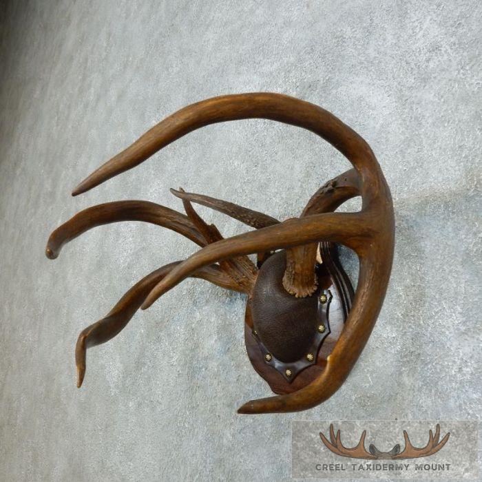 Whitetail Deer Antler Plaque Taxidermy Mount For Sale - Image 3