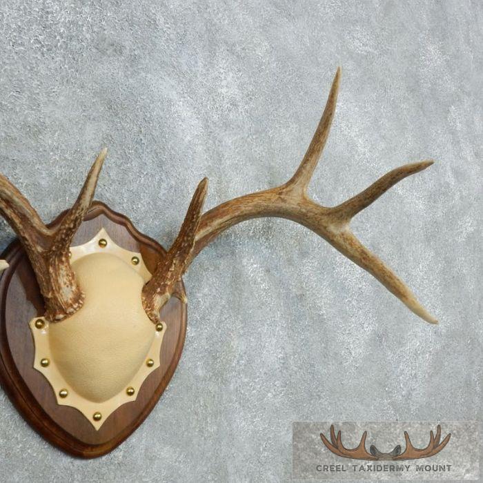 Whitetail Deer Antler Plaque Taxidermy Mount For Sale - Image 2