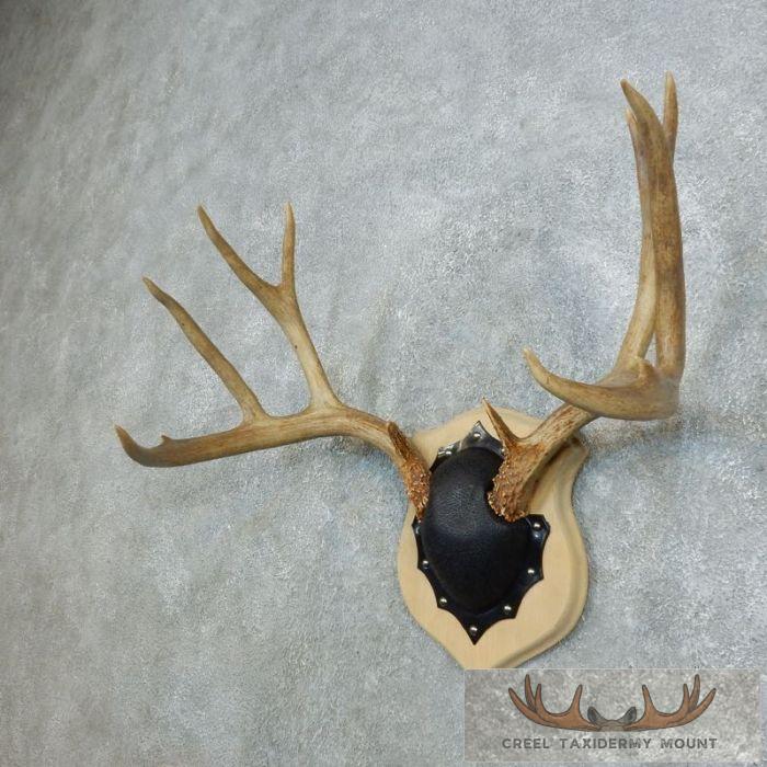 Mule Deer Antler Plaque Taxidermy Mount For Sale - Image 2