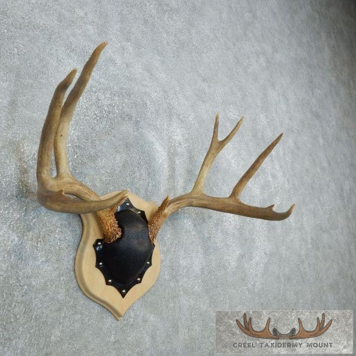 Mule Deer Antler Plaque Taxidermy Mount For Sale - Image 3