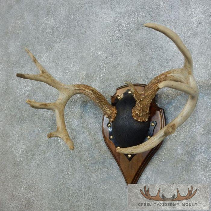 Whitetail Deer Antler Plaque Taxidermy Mount For Sale - Image 3