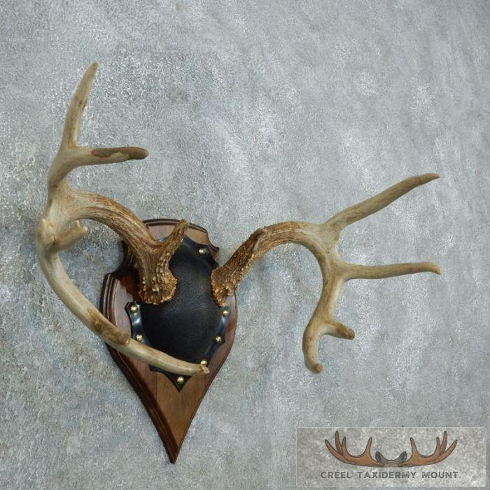 Whitetail Deer Antler Plaque Taxidermy Mount For Sale - Image 2