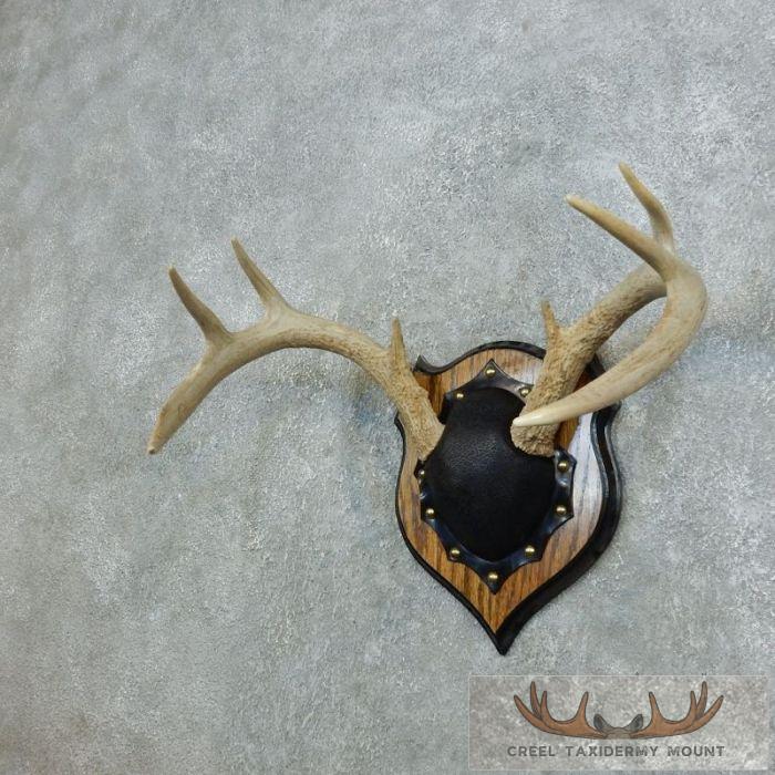 Whitetail Deer Antler Plaque Taxidermy Mount For Sale - Image 2