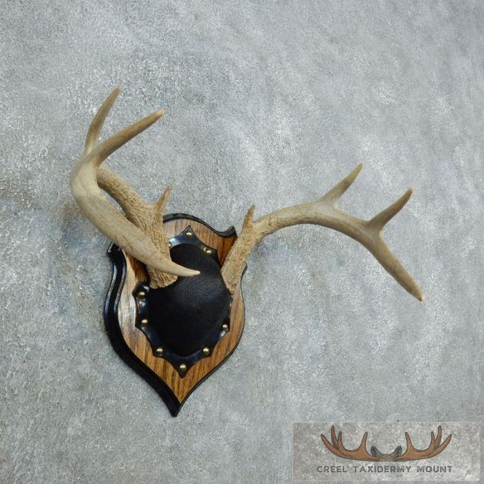Whitetail Deer Antler Plaque Taxidermy Mount For Sale - Image 3