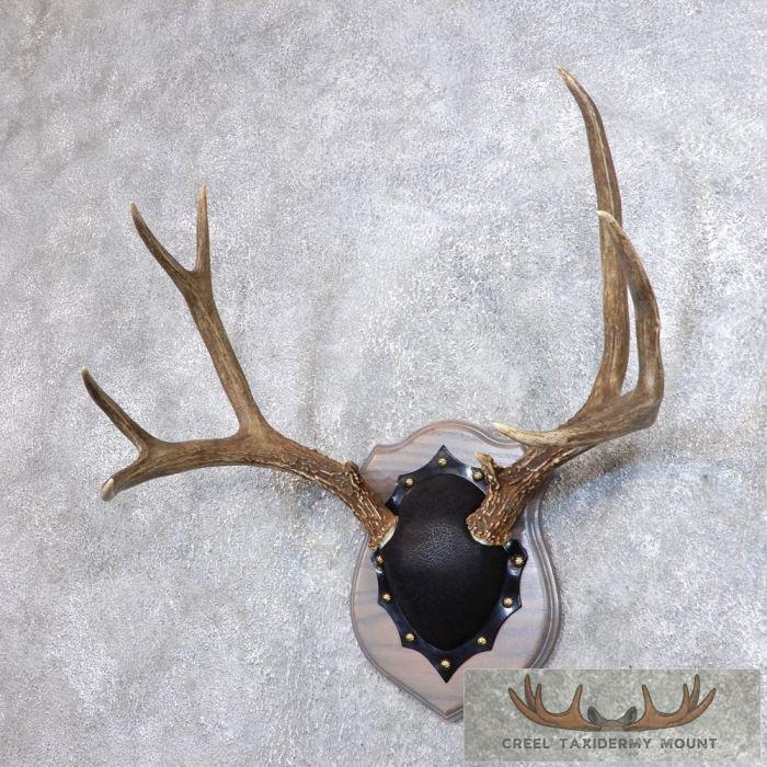 Mule Deer Antler Plaque Taxidermy Mount For Sale - Image 2