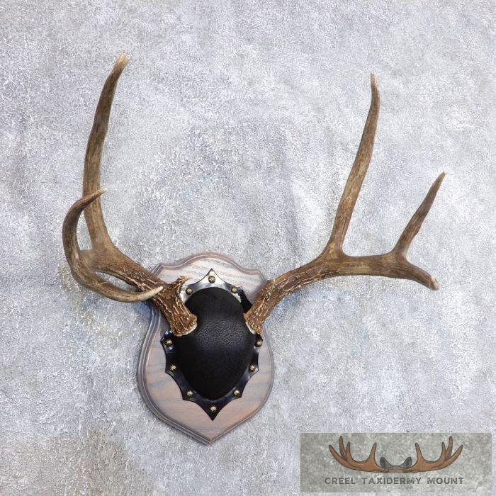 Mule Deer Antler Plaque Taxidermy Mount For Sale - Image 3