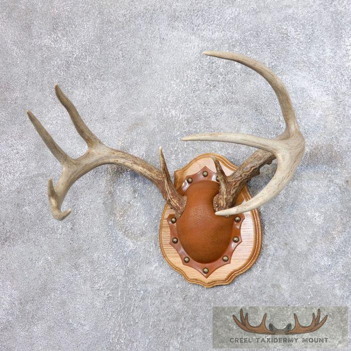 Whitetail Deer Antler Plaque Taxidermy Mount For Sale - Image 3
