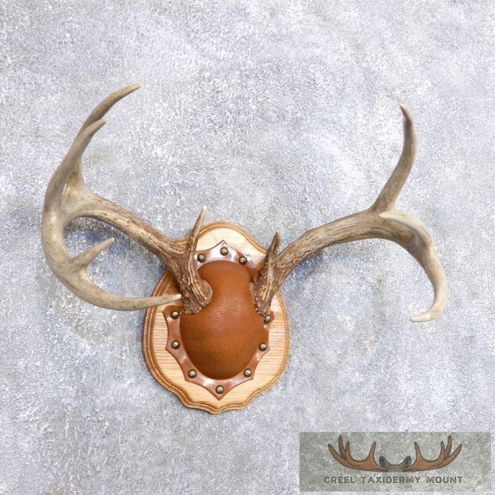 Whitetail Deer Antler Plaque Taxidermy Mount For Sale - Image 2