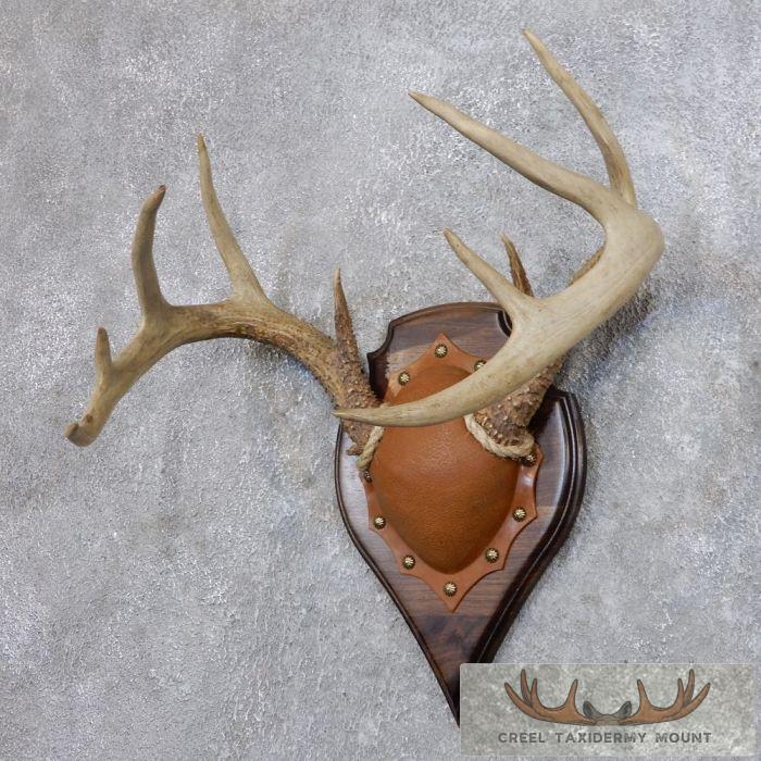 Whitetail Deer Antler Plaque Taxidermy Mount For Sale - Image 2
