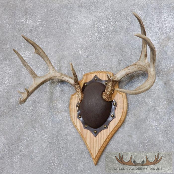 Whitetail Deer Antler Plaque Taxidermy Mount For Sale - Image 3