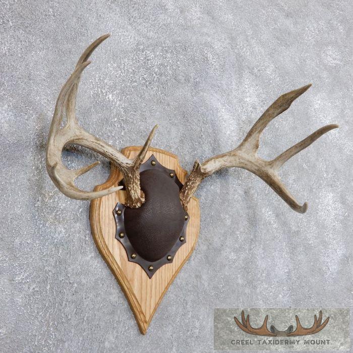 Whitetail Deer Antler Plaque Taxidermy Mount For Sale - Image 2