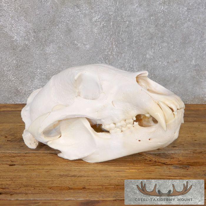 Inland Grizzly Bear Full Skull For Sale