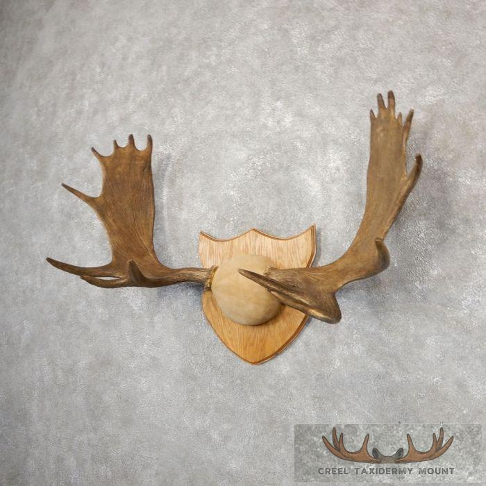 Moose Antler Plaque Taxidermy Mount For Sale - Image 3