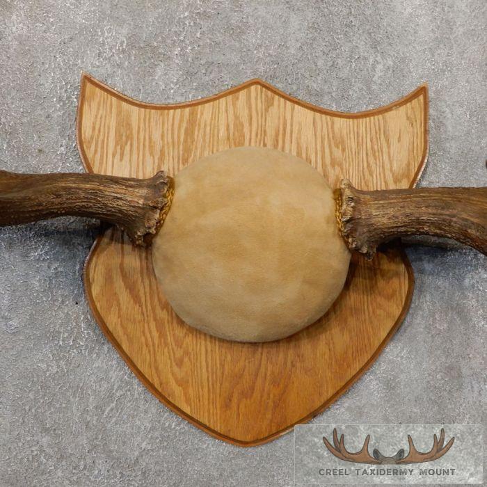 Moose Antler Plaque Taxidermy Mount For Sale - Image 4