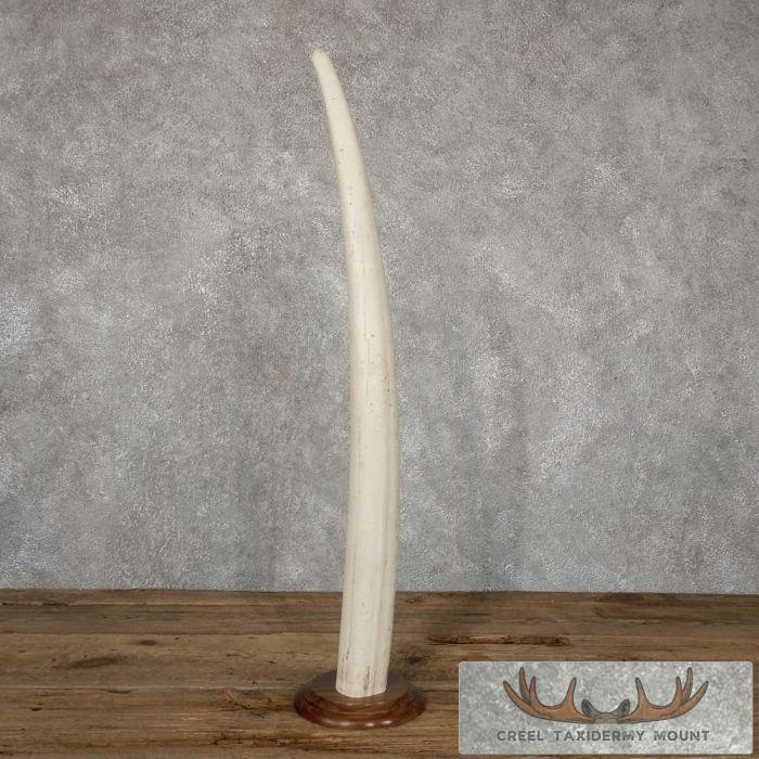 Walrus Tusk Replica Taxidermy Mount For Sale - Image 3