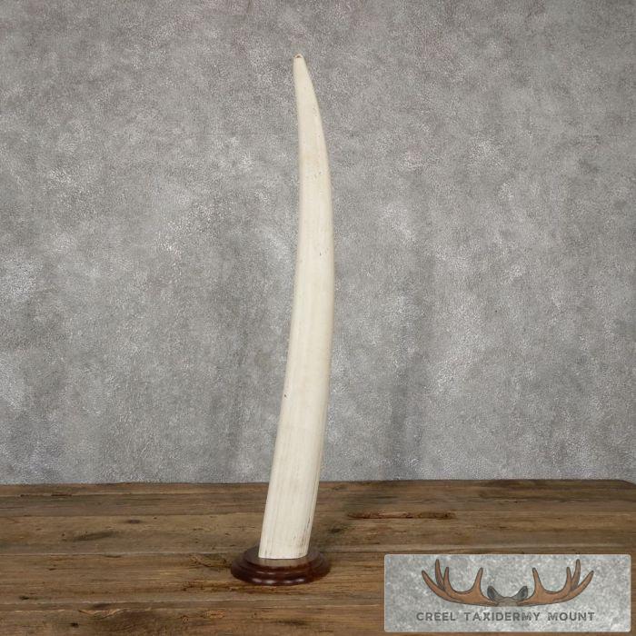 Walrus Tusk Replica Taxidermy Mount For Sale - Image 4