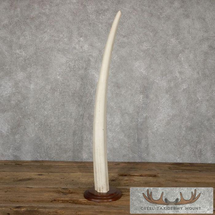 Walrus Tusk Replica Taxidermy Mount For Sale - Image 2